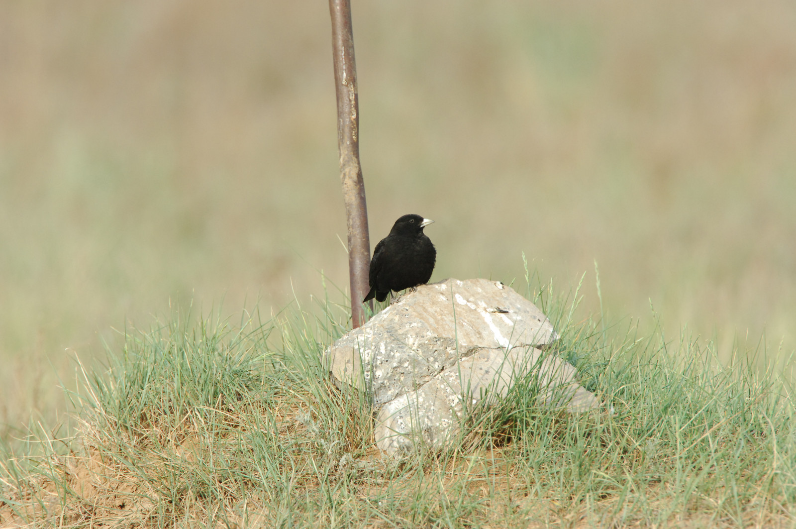 image Black Lark